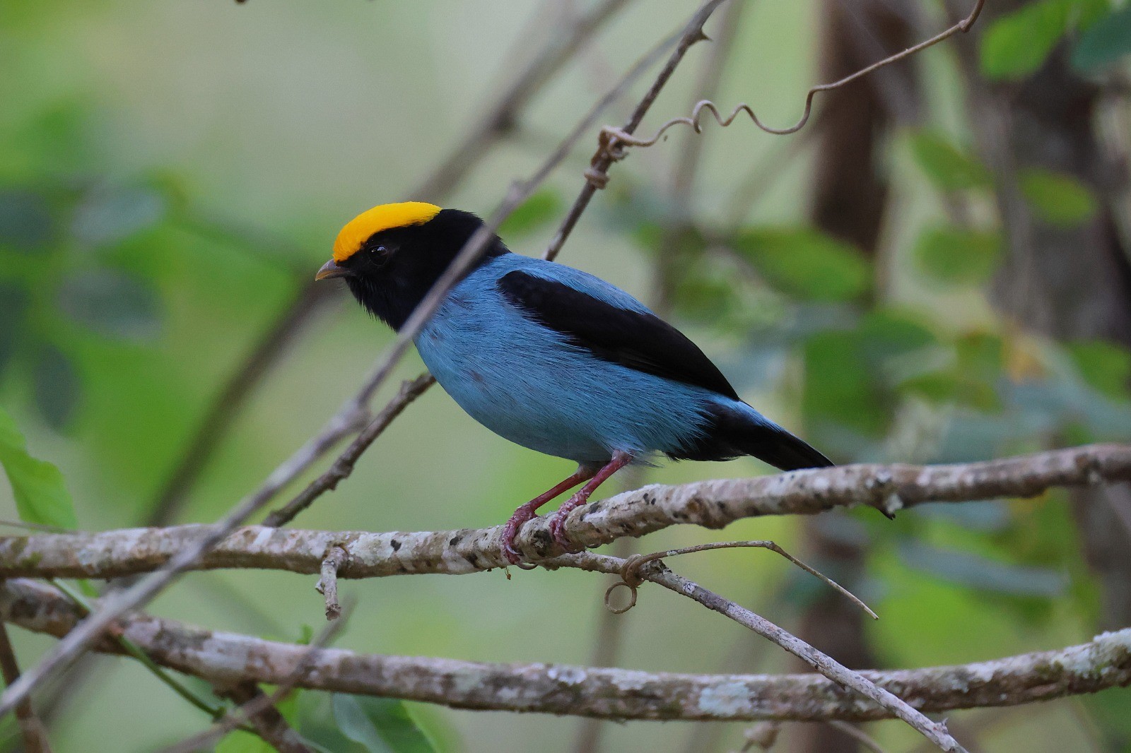 Tangará com topete de cor diferente chama atenção em Jacutinga, MG