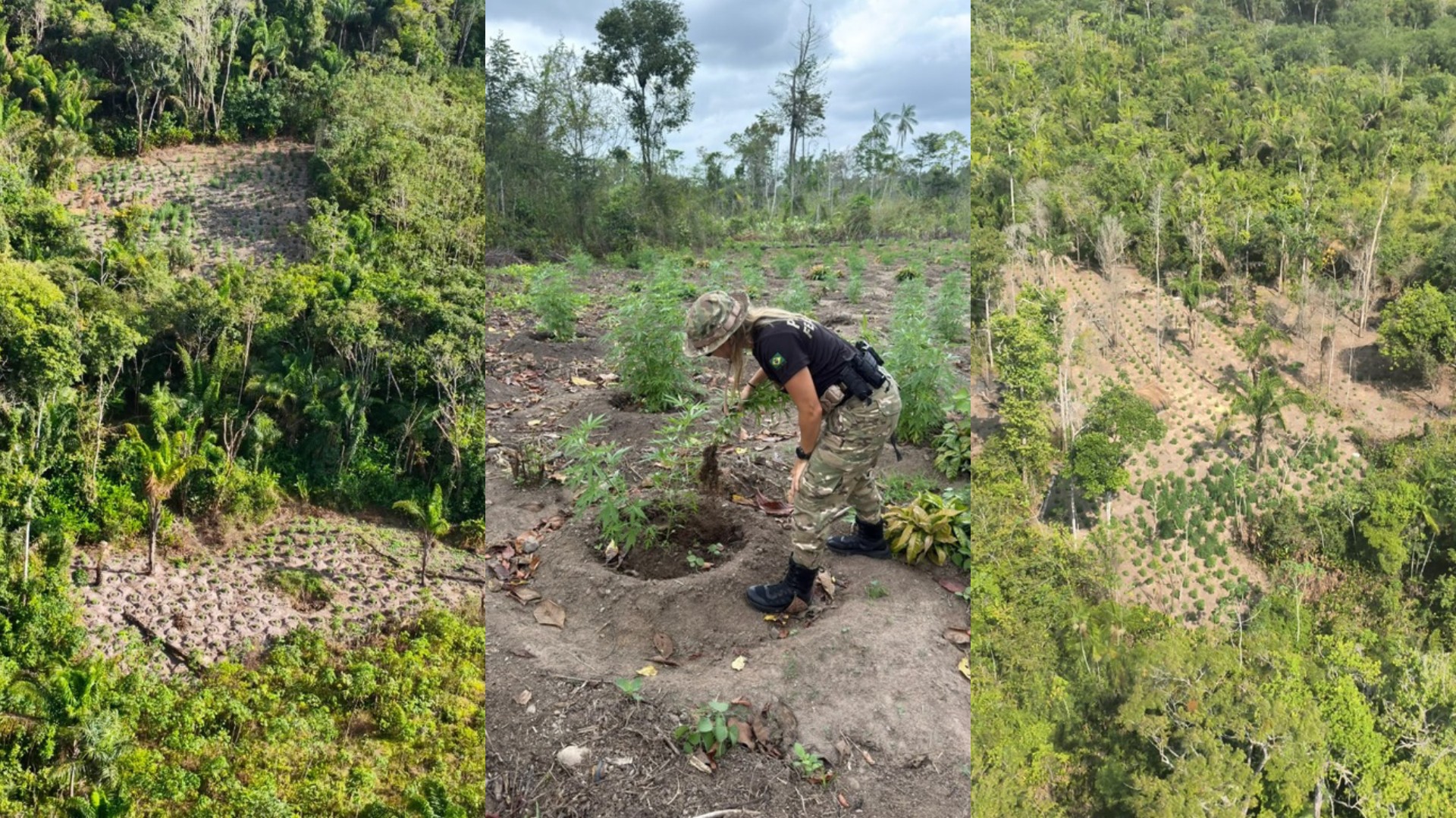 PF erradica mais de 300 mil pés de maconha em terra indígena no MA