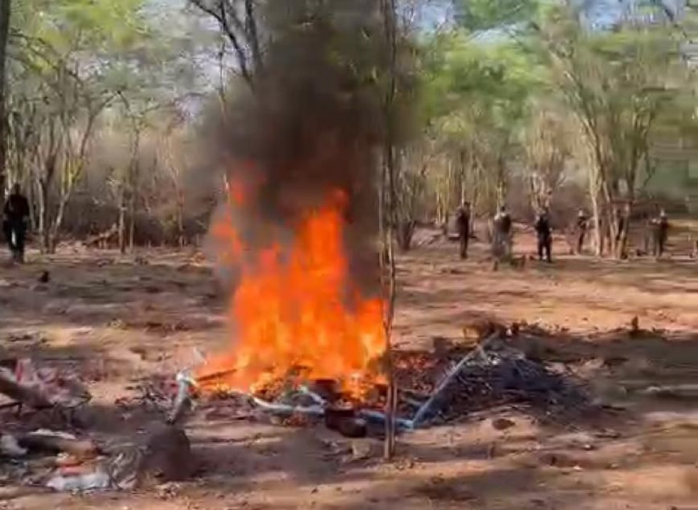 Plantação de maconha foi incinerada em Alagoas — Foto: Arquivo pessoal