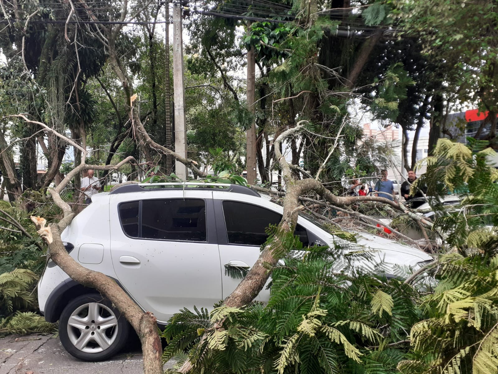 Galhos de árvore de grande porte caem e atingem carros em São José dos Campos, SP