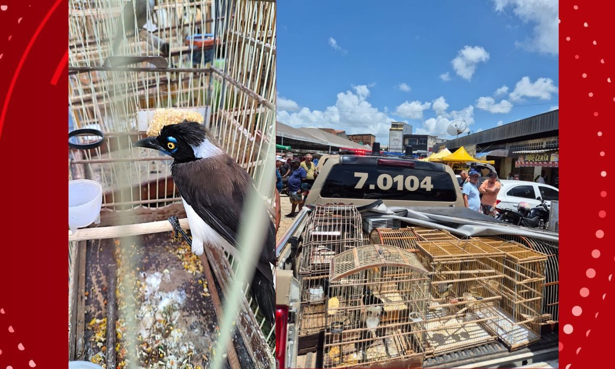 Dupla é presa e mais de 100 aves são resgatadas em feiras de cidades da BA