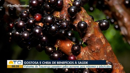 Turistas visitam Taquaruçu para conhecer os pomares de jabuticaba