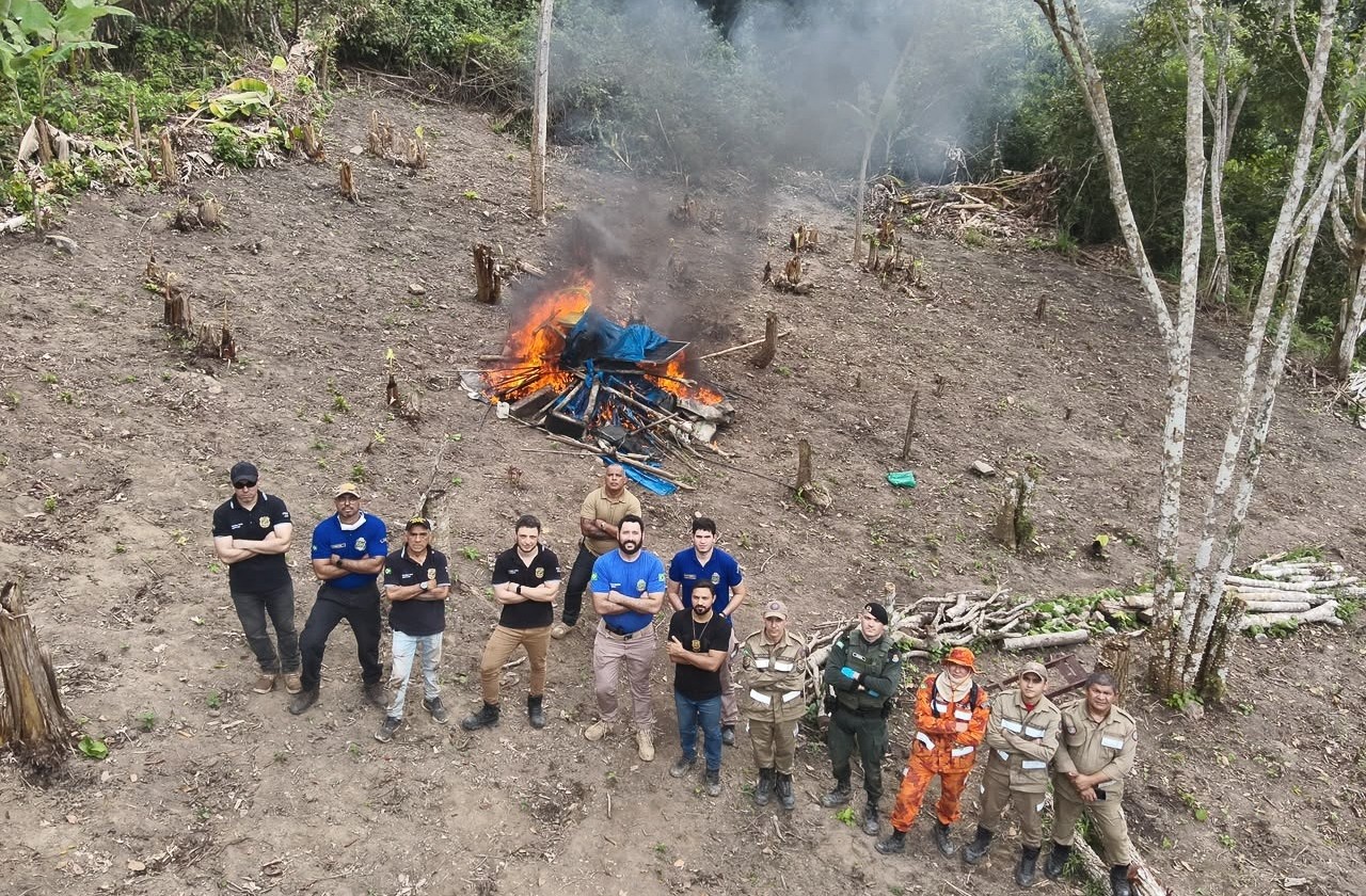 Plantio de maconha encontrado em terreno no Ceará é destruído e incinerado pela polícia