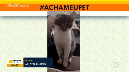 Tutora pede ajuda para encontrar gata desaparecida na quadra 1.006 SulTutora pede ajuda pa