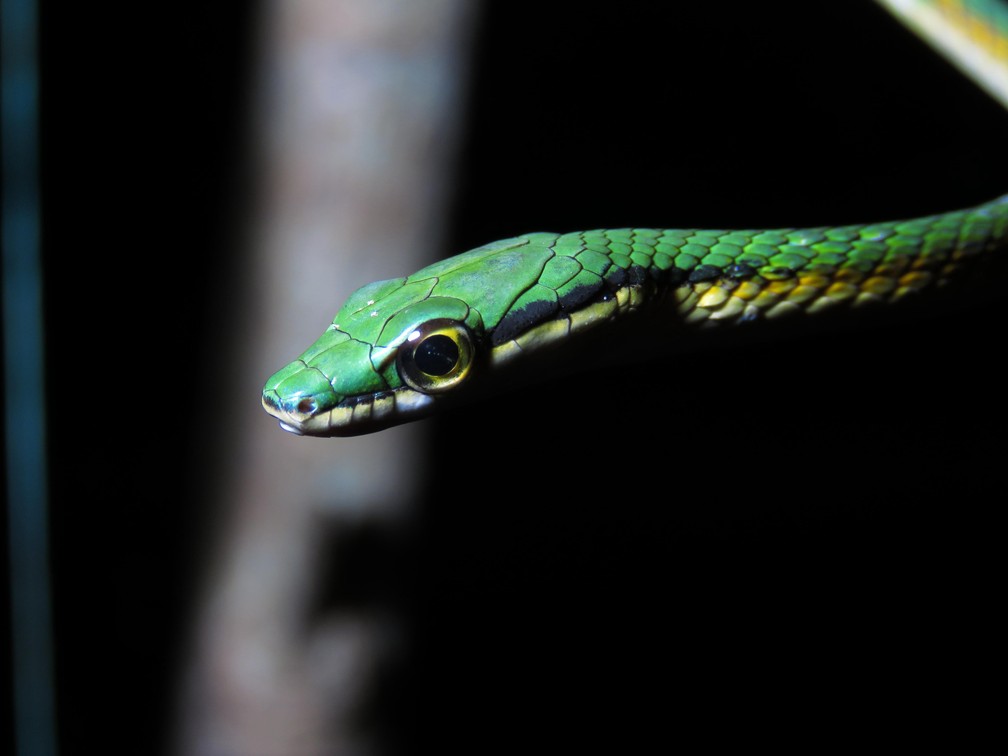 Leptophis mystacinus é a nova espécie identificada das cobras-papagaio — Foto: Leandro Alves da Silva