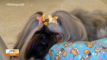 Veja como pets podem ajudar no desenvolvimento de crianças com autismo