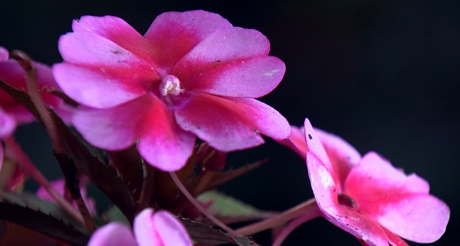 De melhoramento genético a câmara fria: como produtores de flores inovam para encarar efeitos das mudanças climáticas