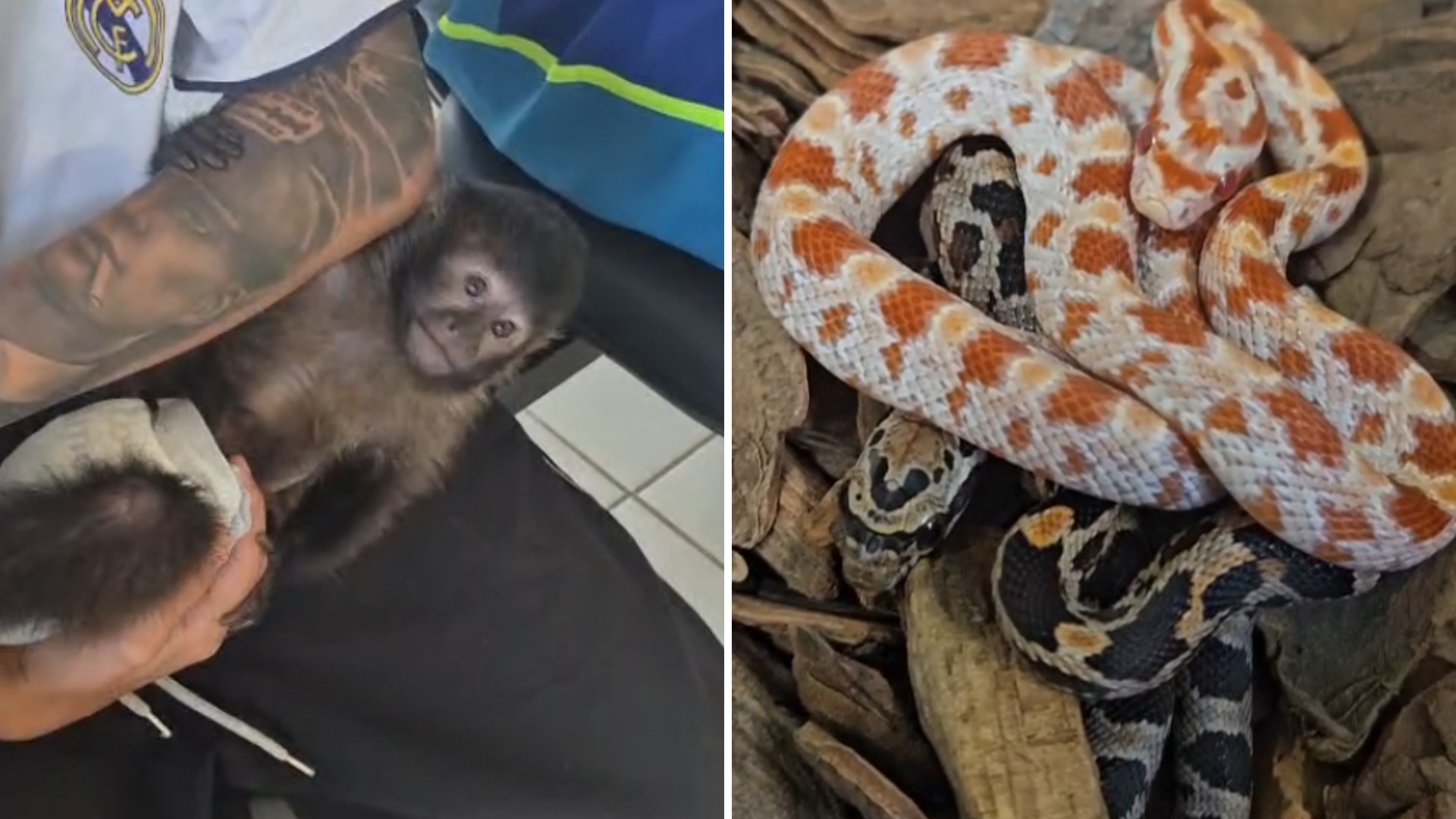 Macaco-prego e cobras exóticas são encontrados em casa após denúncia de comércio ilegal pelas redes sociais