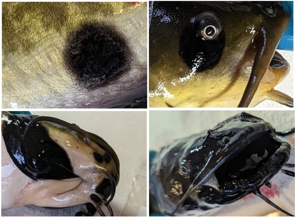 Pesquisadores identificam o primeiro caso de câncer transmissível em peixes no lago Memphremagog