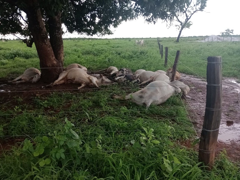 Gado morreu no pasto de fazenda em Taipas do Tocantins — Foto: Divulgação