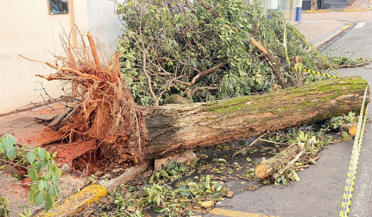 Chuva forte provoca queda de árvores, destelhamento e falta de energia em cidades do oeste paulista