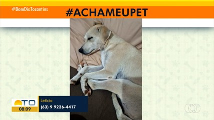 Acha meu pet: tutora procura cachorrinha que desapareceu na 106 Norte