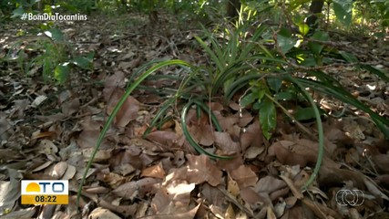 Projeto de conservação de plantas do cerrado é realizado em universidade
