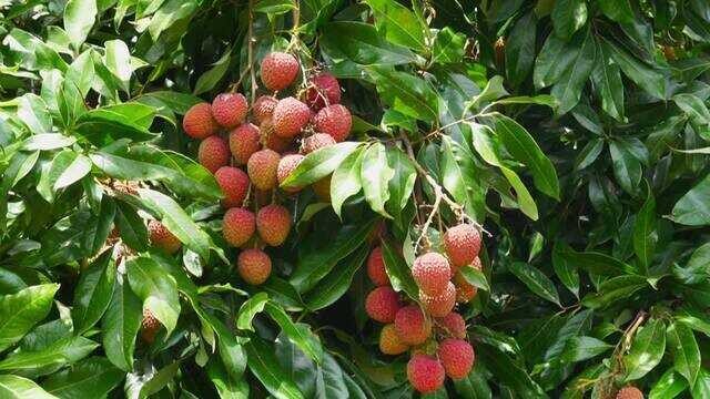 Fruticultores do norte do Paraná começam colheita de lichia e pitaya