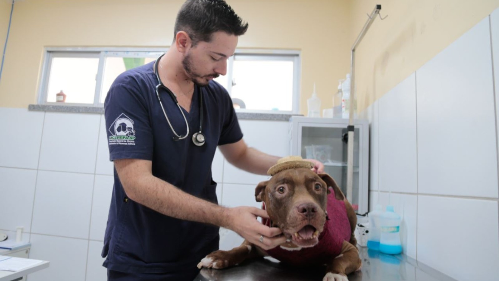 Mutirão gratuito de castração para cães e gatos é realizado em Fortaleza neste fim de semana