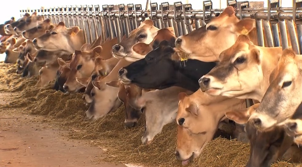 Brucelose � causada por bact�ria e atinge mam�feros � Foto: TV Globo