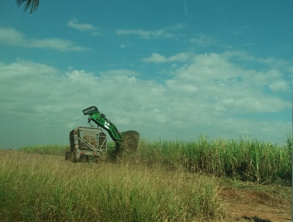 Prejuízo na safra e benefício para colheita: entenda como onda de calor por impactar o cultivo da cana-de-açúcar no interior de São Paulo — Foto: Claudia Assencio/g1