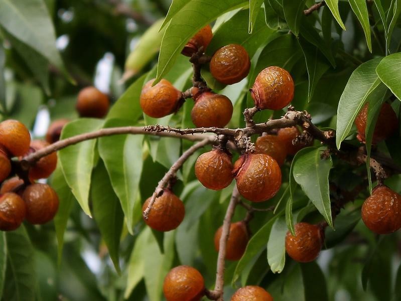 Sabão-de-soldado: a árvore que limpa, cura e ajuda a regenerar a natureza