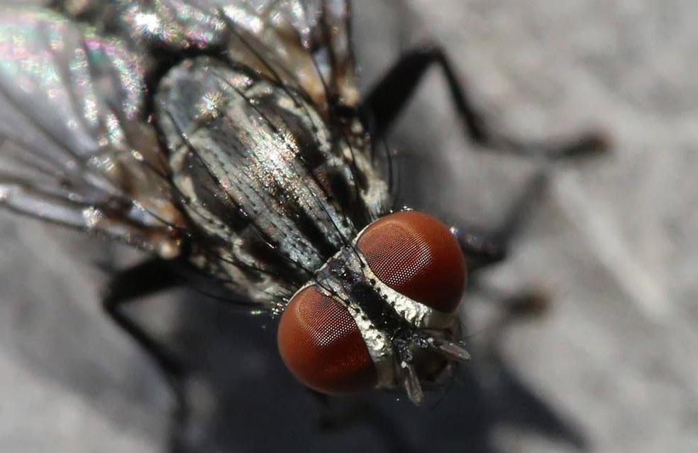 Insetos, como moscas, já são analisados por detetives forenses — Foto: Creative Touch Imaging Ltd/NurPhoto/IMAGO/DW