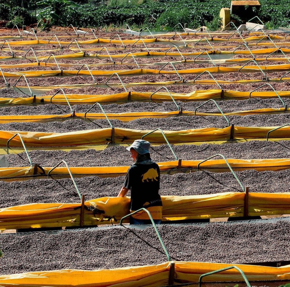 Fazenda Serra do Boné ganhou o 'Prêmio Internacional de Café Ernesto Illy' — Foto: Arquivo Pessoal
