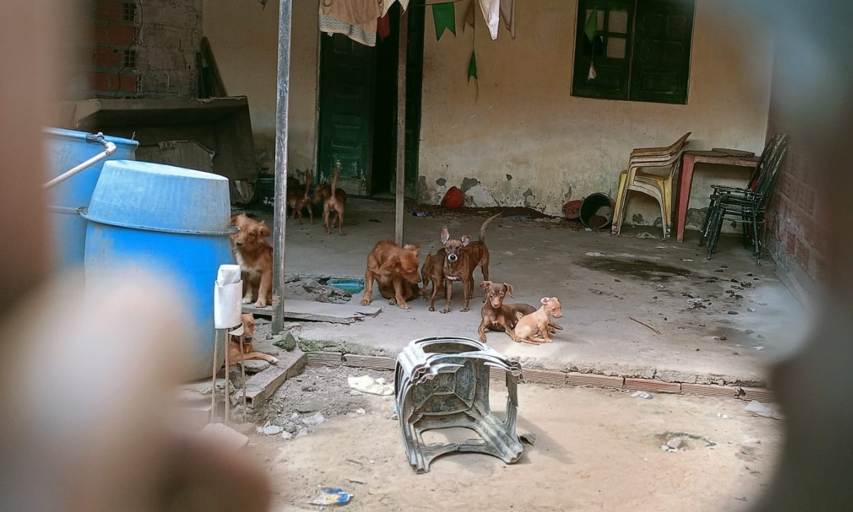 Denúncias de maus-tratos a animais em Feira de Santana é apurada pela polícia