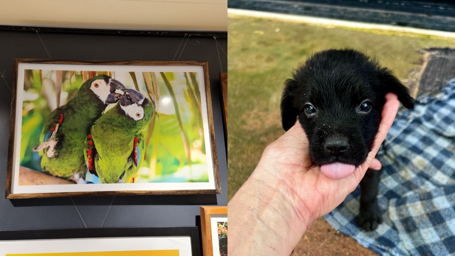 Exposição fotográfica arrecada fundos para animais resgatados em Macapá; veja como visitar 