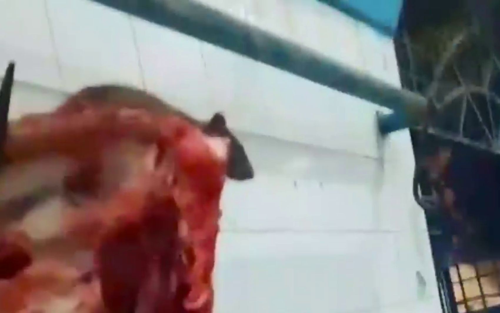 VÍDEO: Rato é flagrado em cima de carne no mercado municipal de Itabaiana