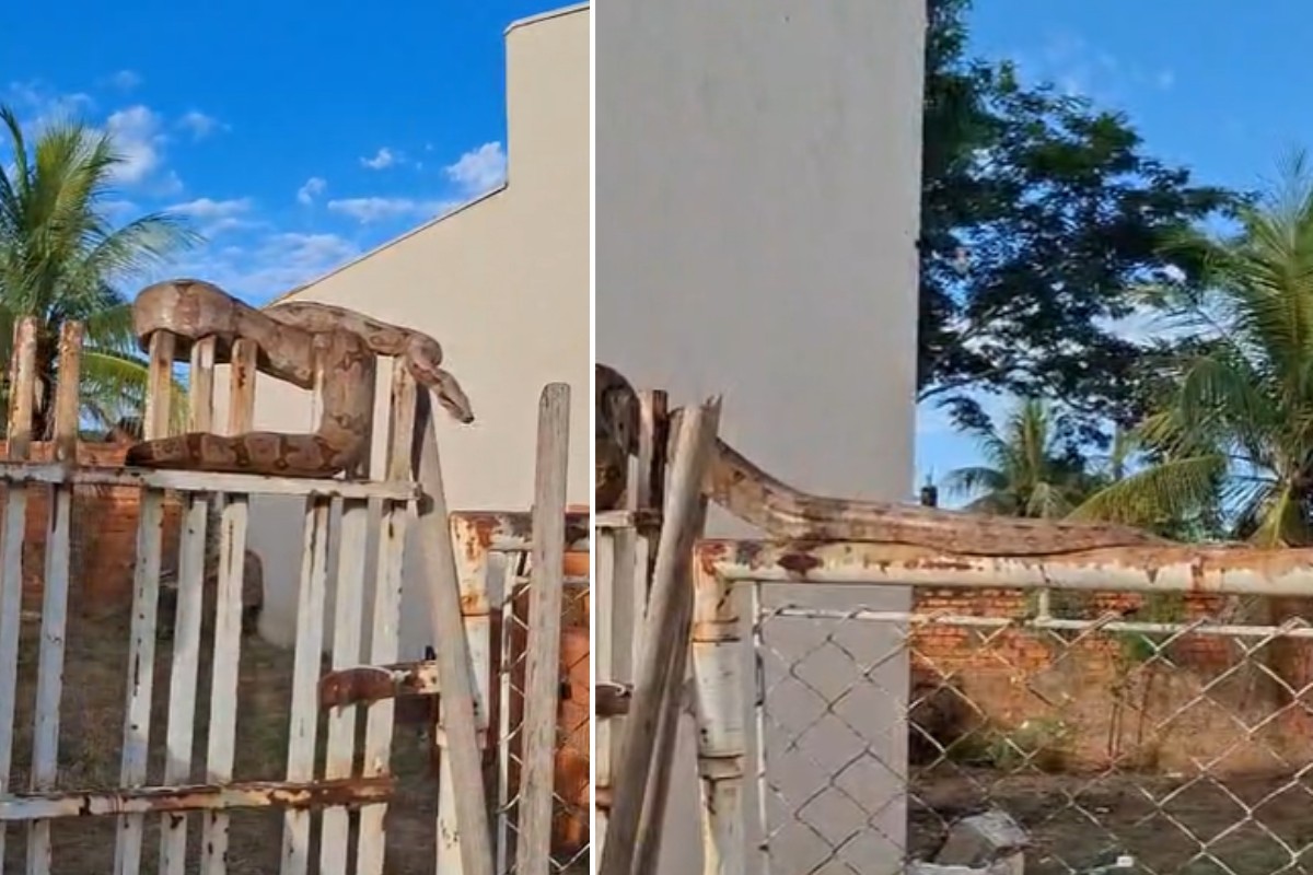 VÍDEO: jiboia de três metros enrolada em portão é resgatada por salva-vidas em Panorama