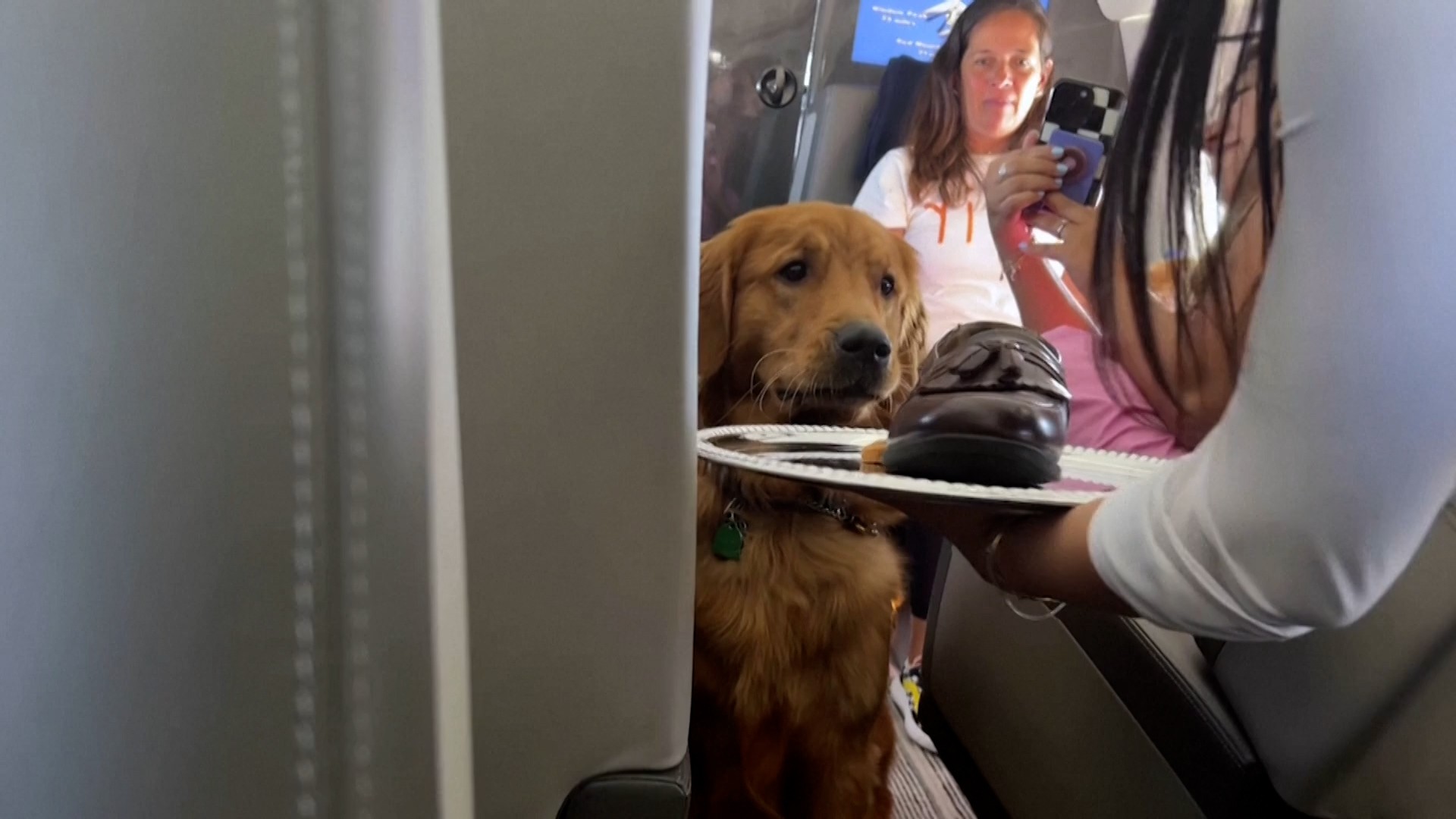 VÍDEO: o avião onde cães só viajam no banco e serviço de bordo tem até sapato para morder