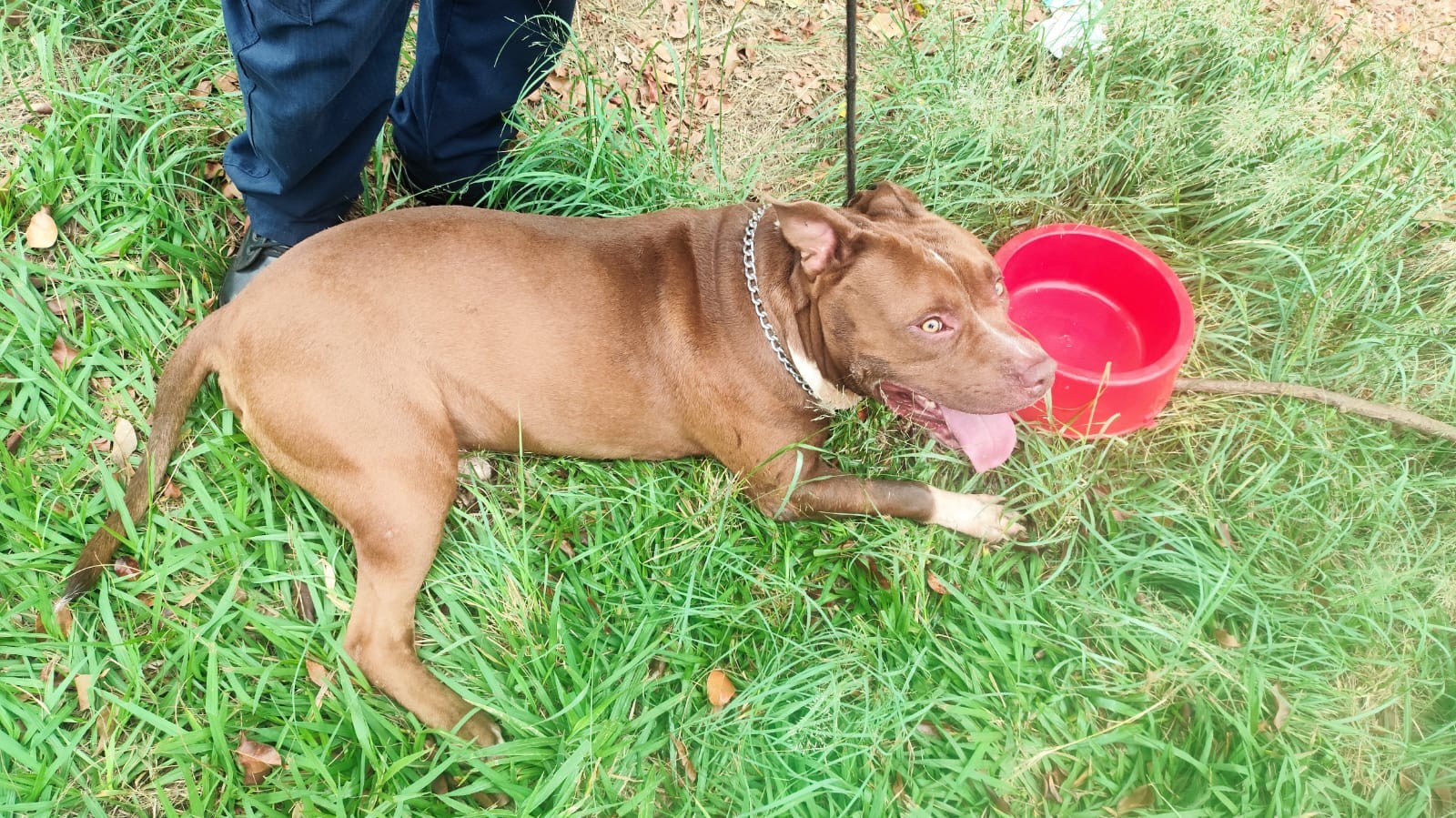 Pit bull debilitado é arrastado por avenida de Pirassununga; tutor é preso por maus-tratos