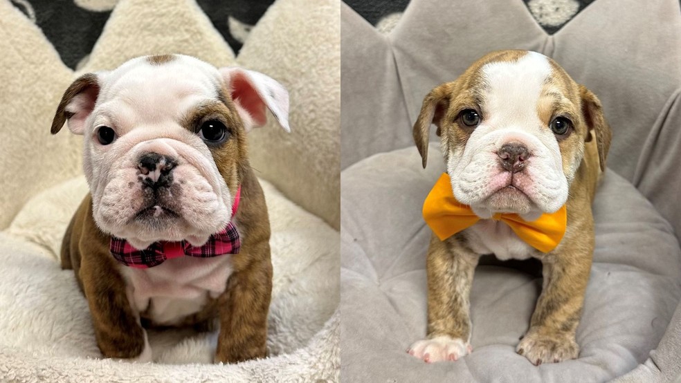 Filhotes de buldogue furtados de uma pet shop no Colorado, nos EUA, em 23 de fevereiro de 2025. — Foto: Polícia de Arapahoe