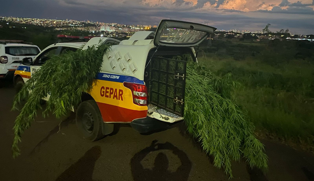 Pé de maconha na viatura da PM chama atenção nas ruas de Uberlândia