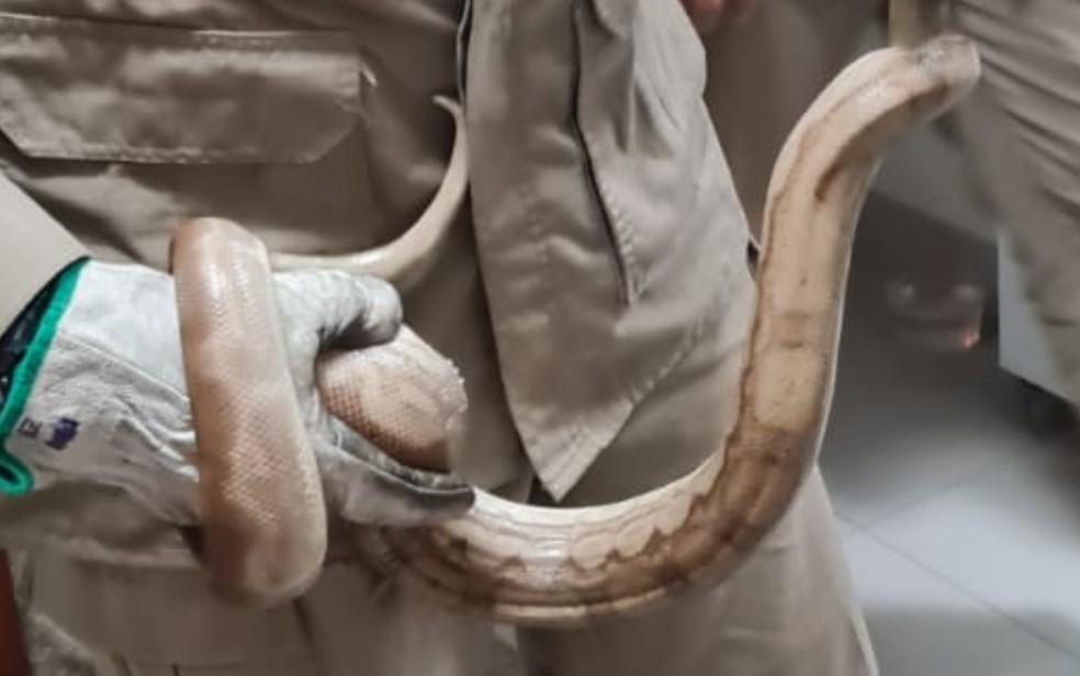 Cobra é encontrada dentro de armário de criança na Austrália, Biodiversidade
