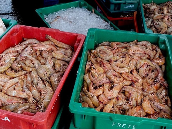 Pesca do camarão fica proibida em Angra dos Reis até abril