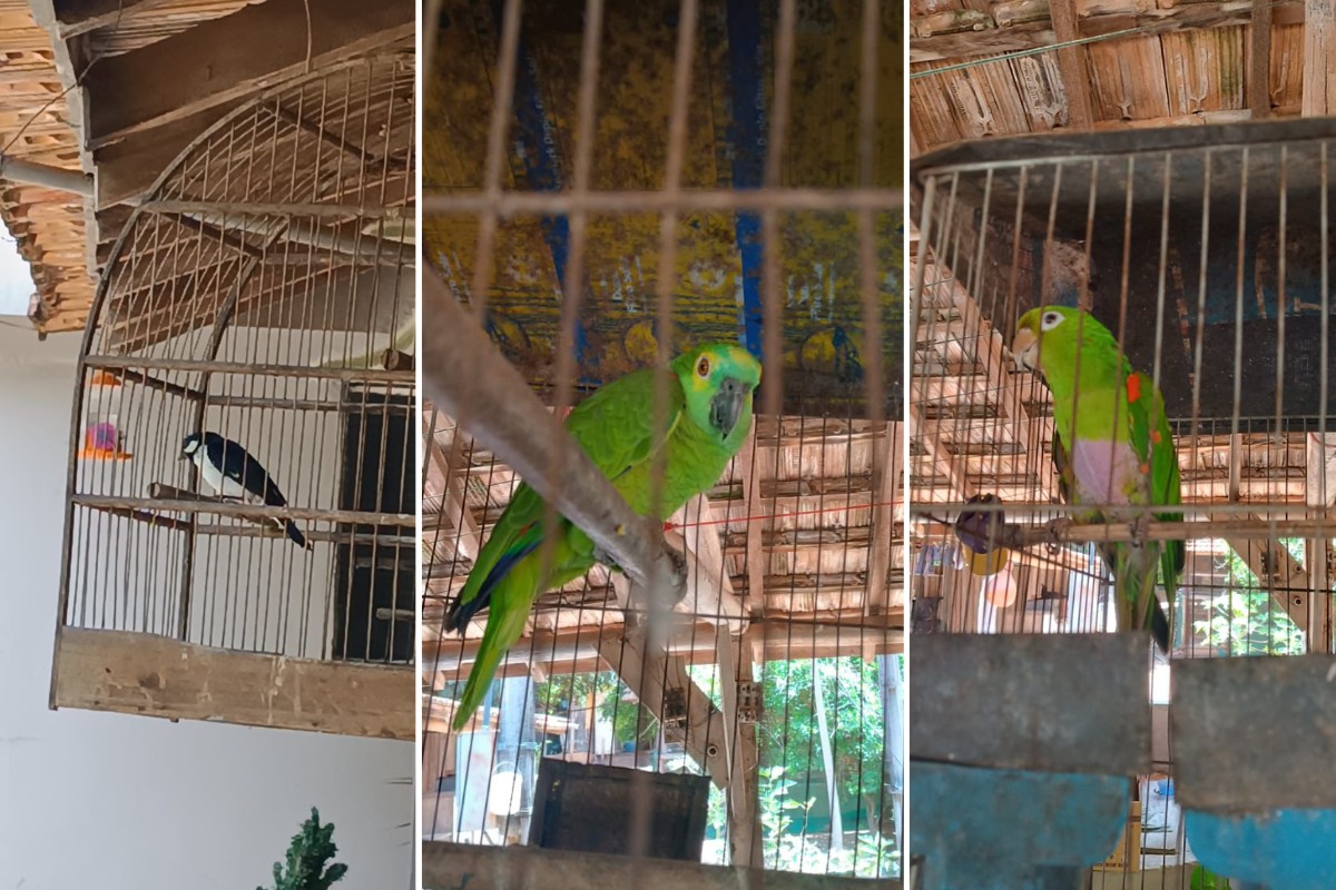 Homem é multado em R$ 2 mil por manter em cativeiro aves como bigodinho, papagaio e periquitão