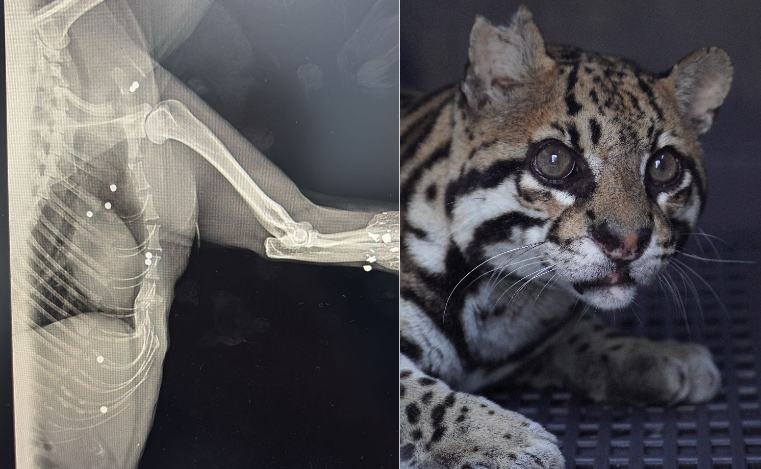 Jaguatirica encontrada com cerca de 30 projéteis espalhados pelo corpo se recupera e volta à natureza no RJ