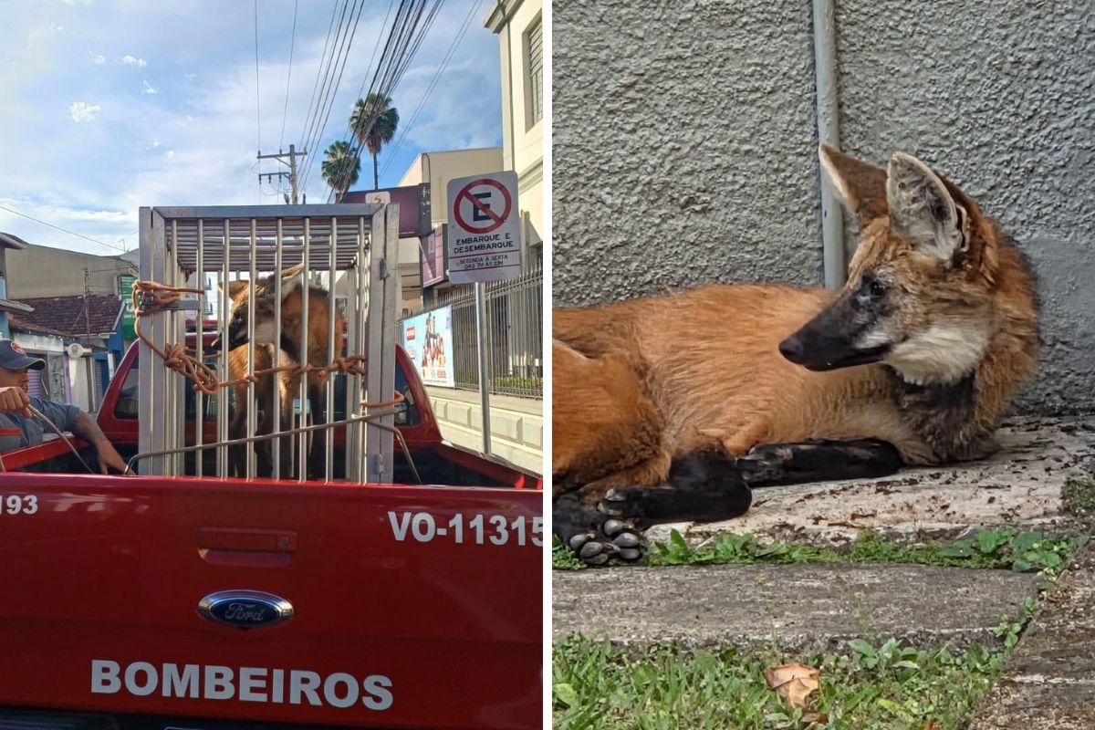 Lobo-guará é resgatado dentro de universidade em Lorena; veja vídeo 