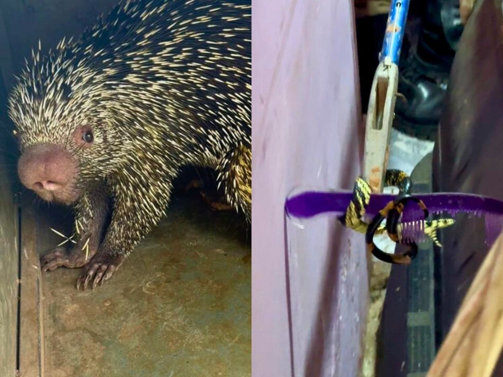 VÍDEO: Moradores encontram cobra caninana e porco-espinho dentro de casas no Acre