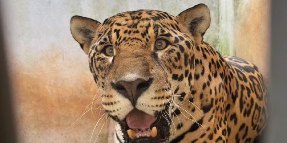 10 de 10
On&ccedil;a-pintada recebe cuidados do Zool&oacute;gico de Bauru &mdash; Foto: Divulga&ccedil;&atilde;o