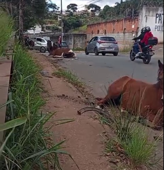 Motorista atropela e mata dois cavalos em Ibirité, na Grande BH; VÍDEO