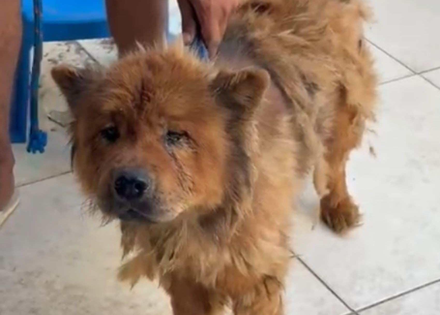 Casal é preso por crimes de maus-tratos contra cachorro em Itabaiana