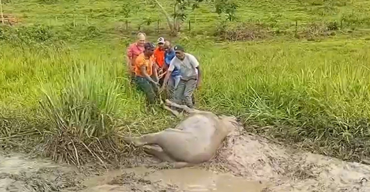 Cavalo cai de telhado e outro é resgatado de atoleiro no Noroeste Fluminense