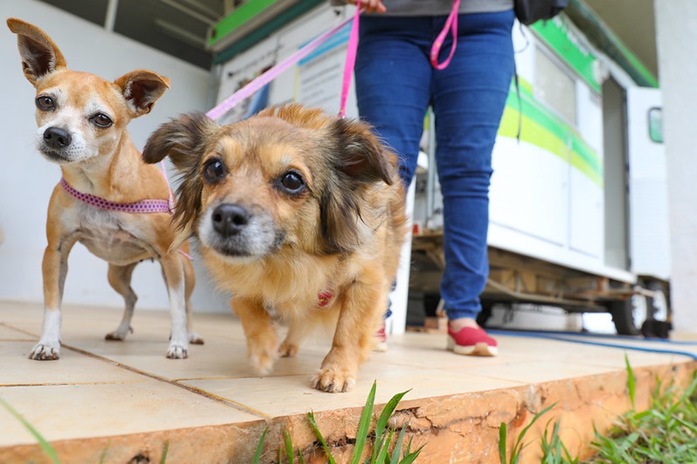 Levantamento tem como objetivo avaliar informações sobre a saúde geral de cães e gatos que vivem em ambiente doméstico — Foto: Paulo H. Carvalho/Agência Brasília