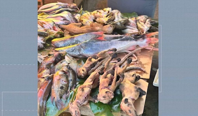 MP apura denúncia de venda de carne de gambá em feira de Cametá, no Pará
