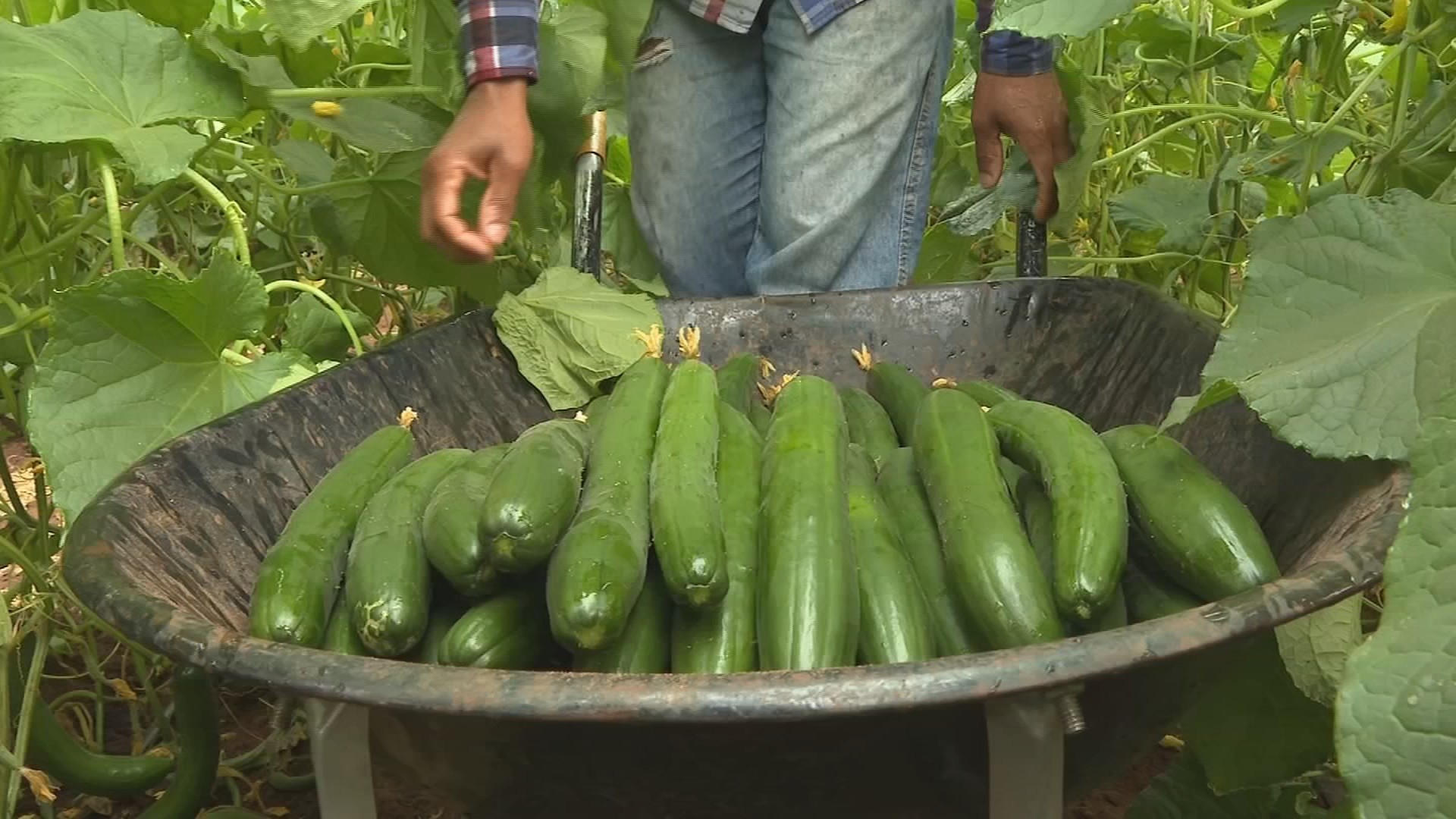 Cultivo de pepino ajuda na renda da pequena propriedade rural
