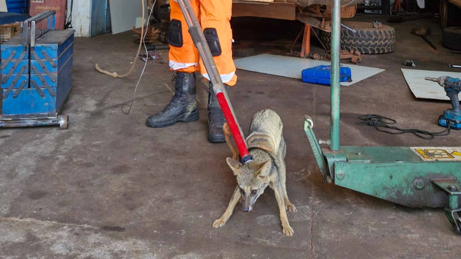 VÍDEO: raposa é resgatada em oficina e volta à natureza em MG