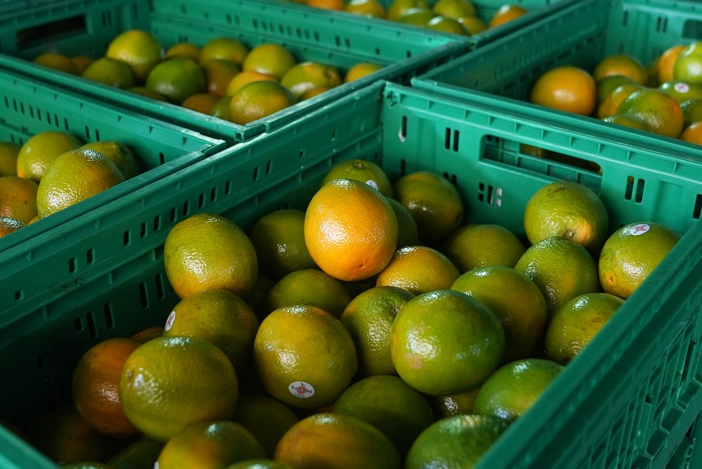 Laranjas em citrícola em Limeira  — Foto: Fábio Tito/g1