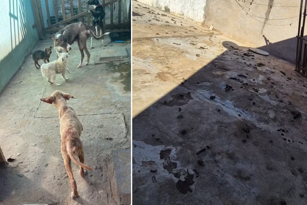 Caso emblemático em Pirapozinho (SP) marcou o agente policial; oito cães foram resgatados — Foto: Polícia Ambiental/Arquivo