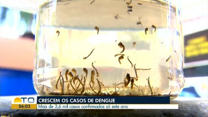 Mesmo com clima seco, casos de dengue crescem no Tocantins