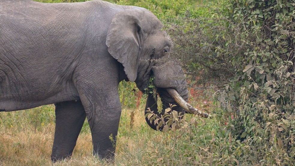 Elefante no Parque Nacional do Serengeti, na Tanzânia — Foto: Globo Repórter 
